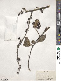 Cotoneaster multiflorus image