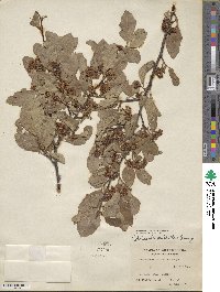 Cotoneaster multiflorus image