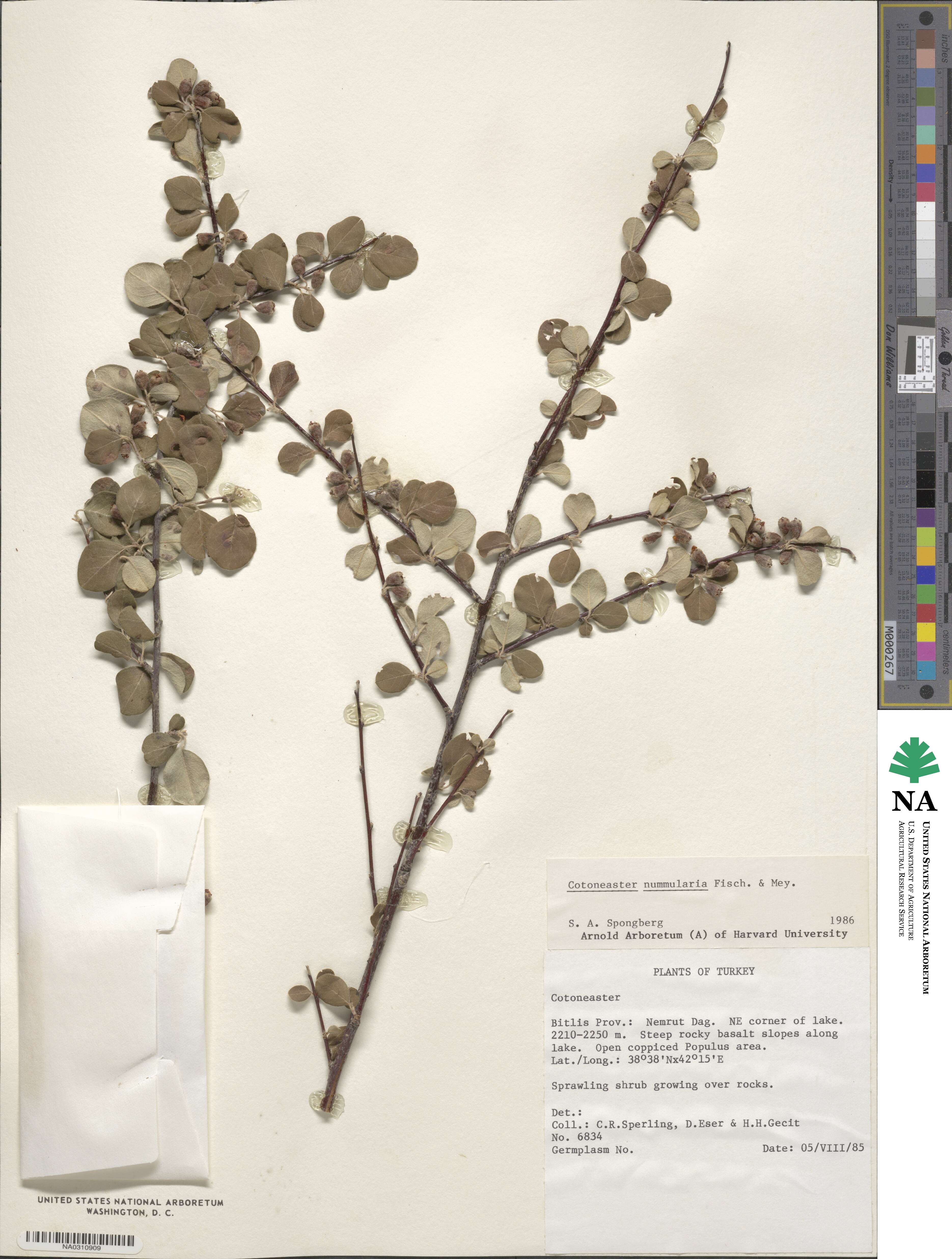 Cotoneaster nummularius image