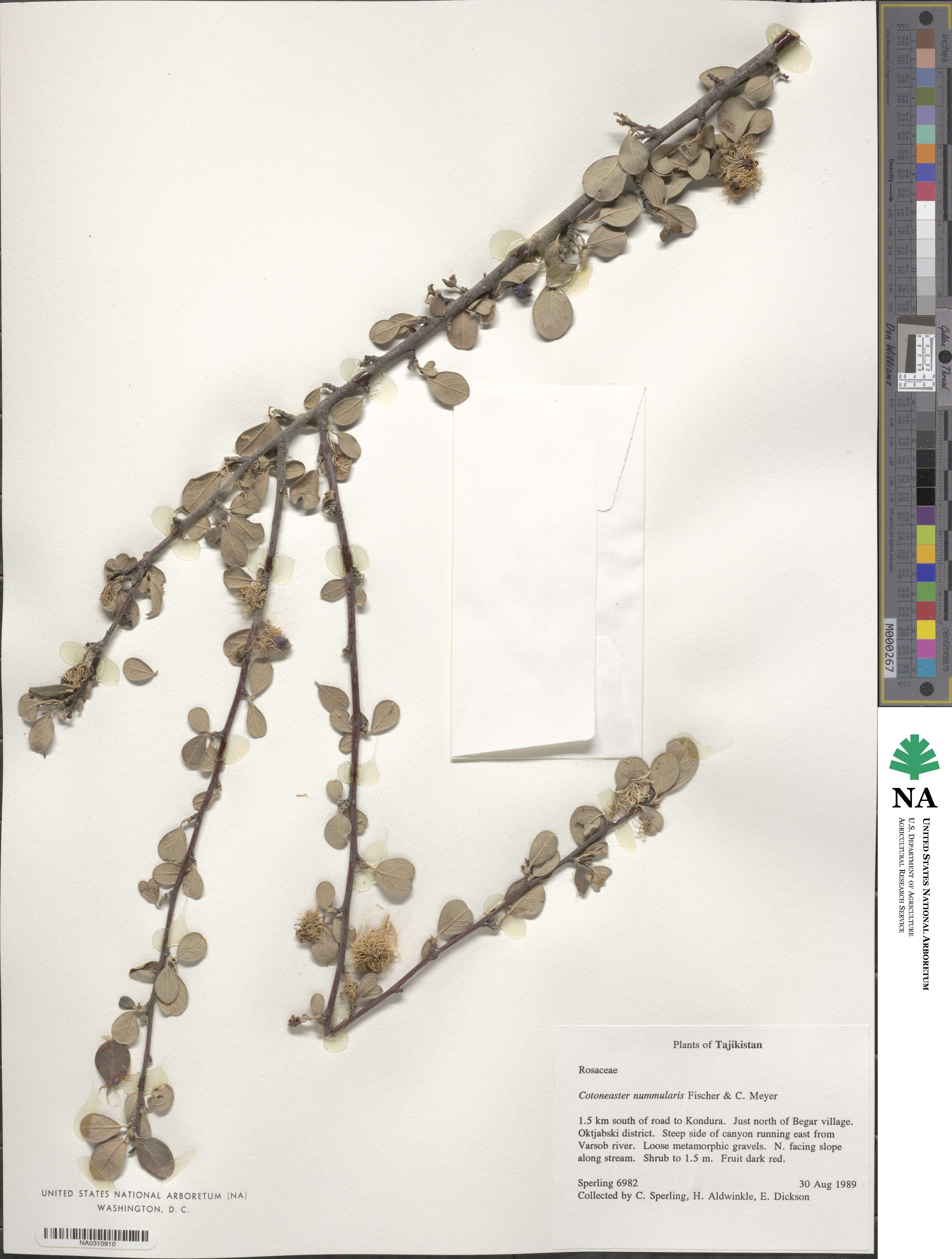 Cotoneaster nummularius image