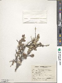 Cotoneaster nummularius image