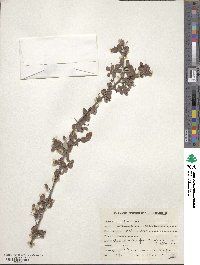 Cotoneaster nummularius image