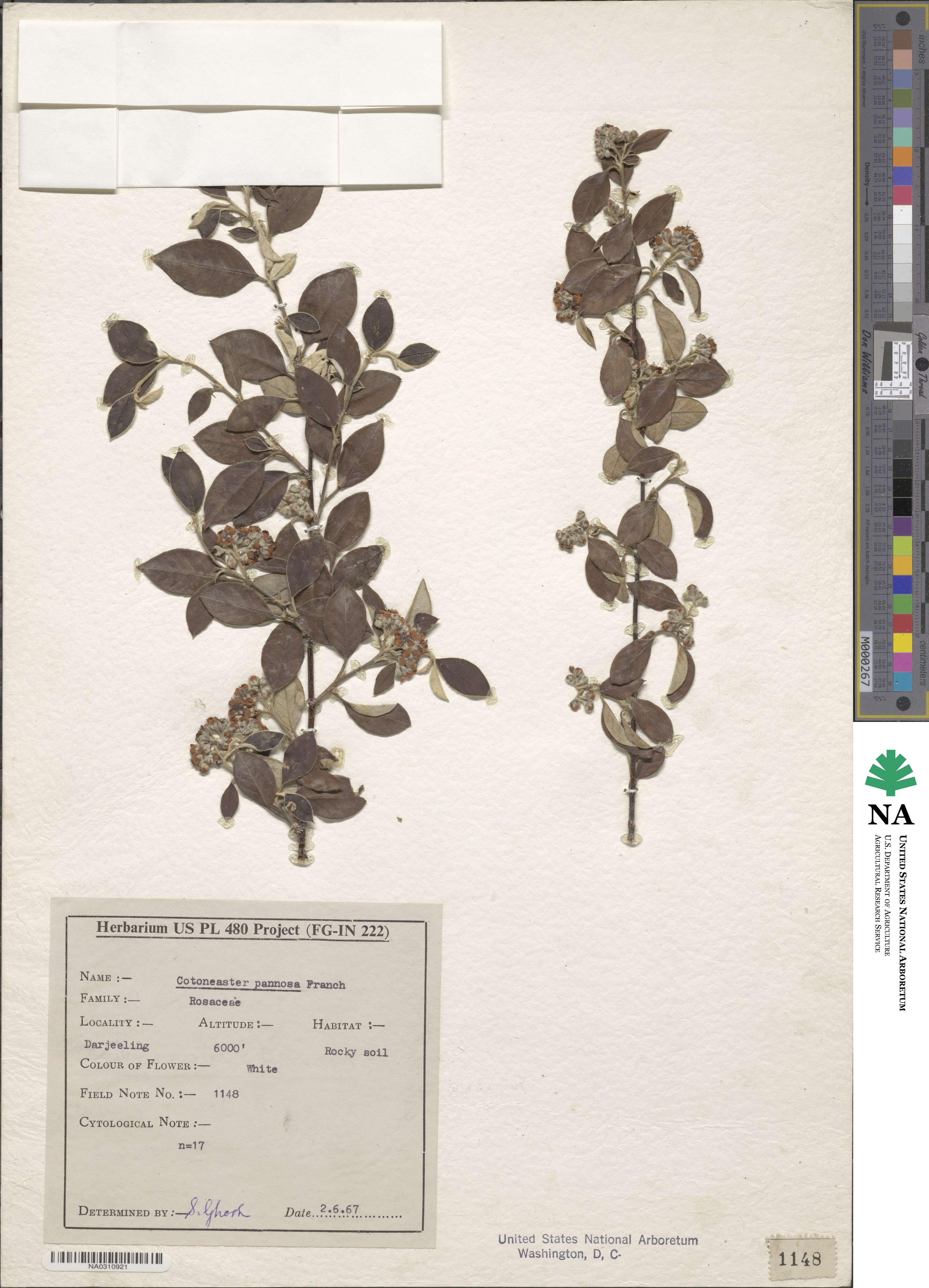 Cotoneaster pannosus image