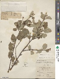 Cotoneaster roseus image