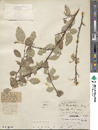 Cotoneaster roseus image