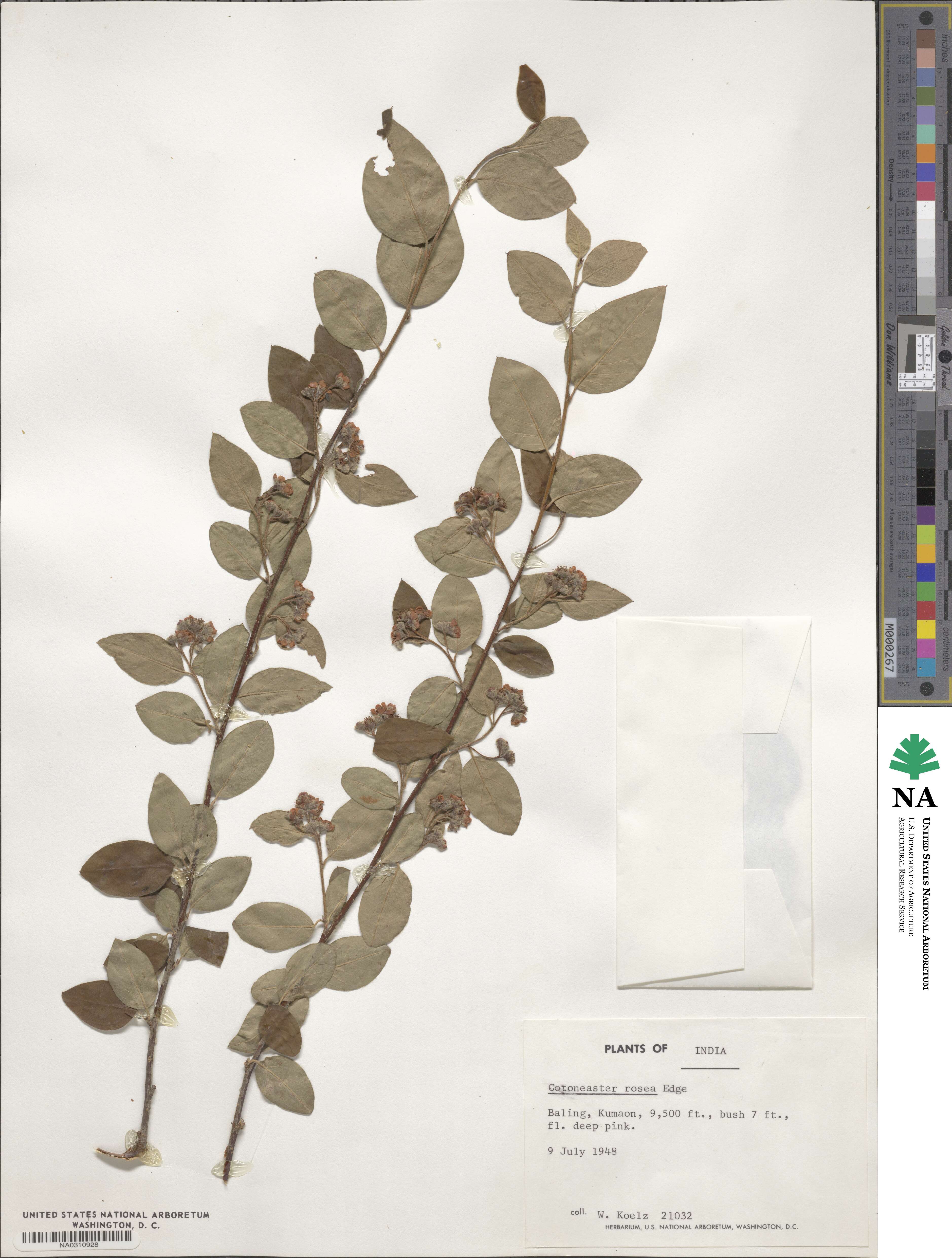 Cotoneaster roseus image