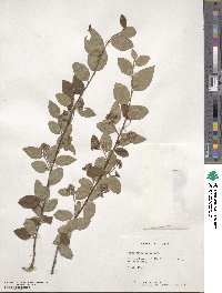 Cotoneaster roseus image