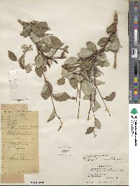 Cotoneaster roseus image