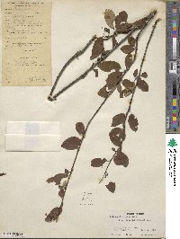 Cotoneaster roseus image