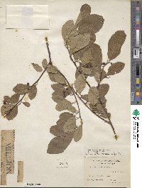 Cotoneaster roseus image