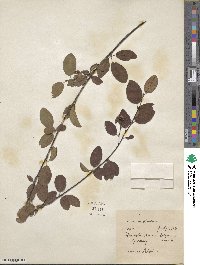 Cotoneaster roseus image