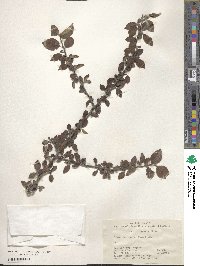 Cotoneaster tenuipes image