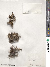 Cotoneaster thymifolius image