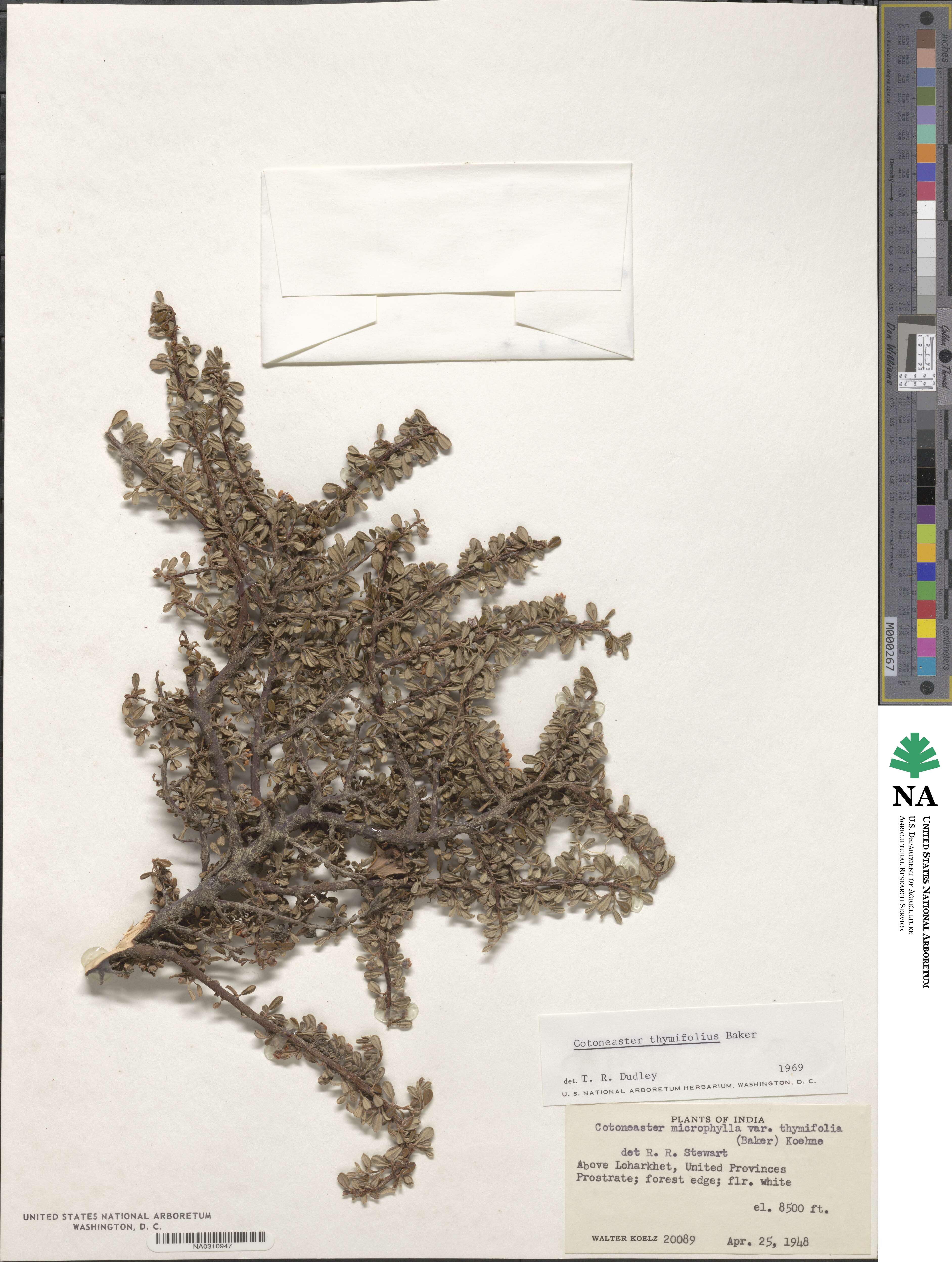 Cotoneaster thymifolius image
