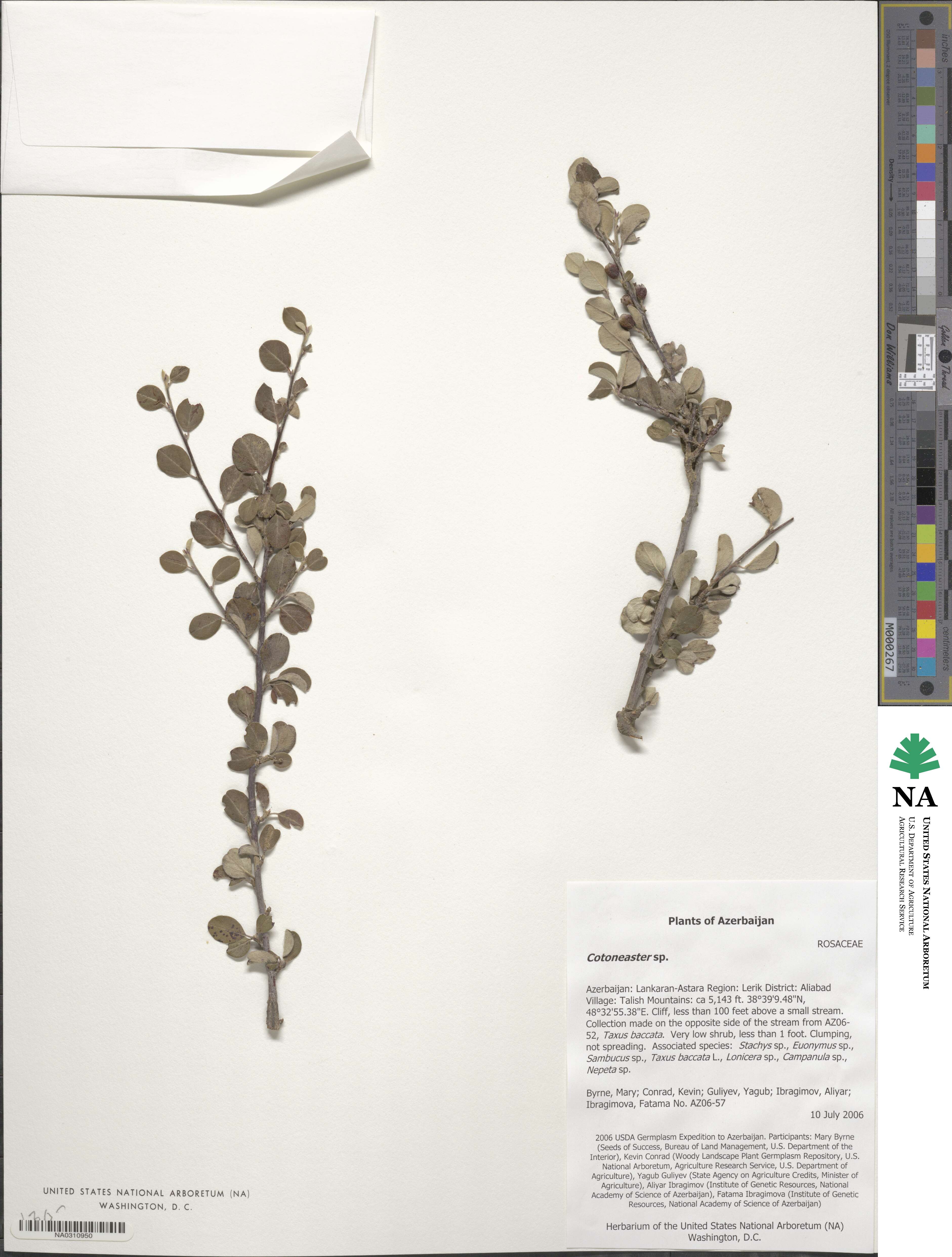 Cotoneaster turbinatus image