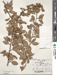 Cotoneaster serotinus image