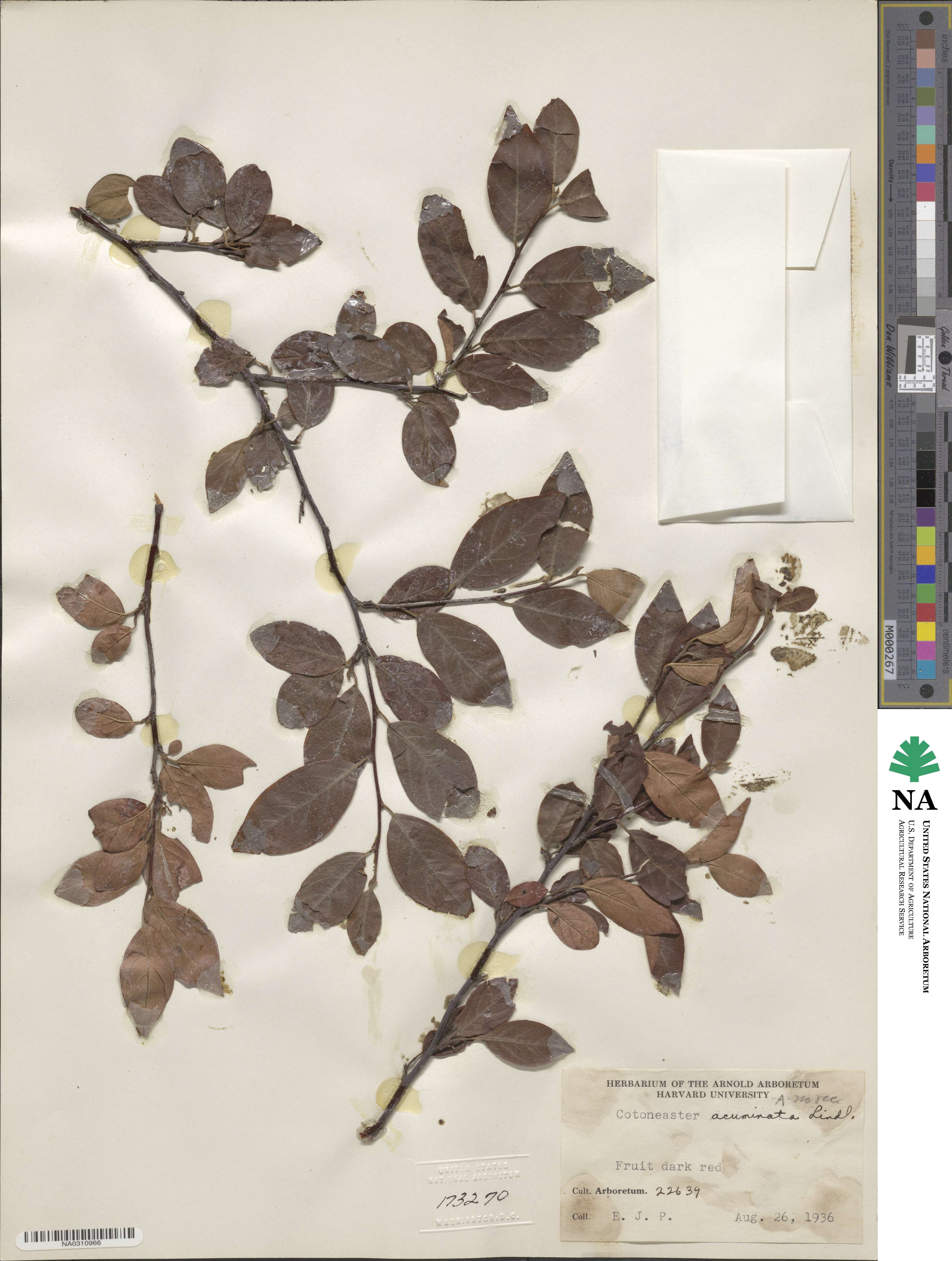Cotoneaster acuminatus image