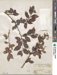 Cotoneaster acuminatus image