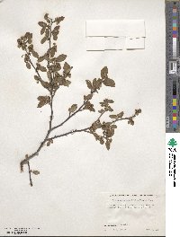 Cotoneaster ambiguus image