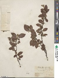 Cotoneaster ambiguus image