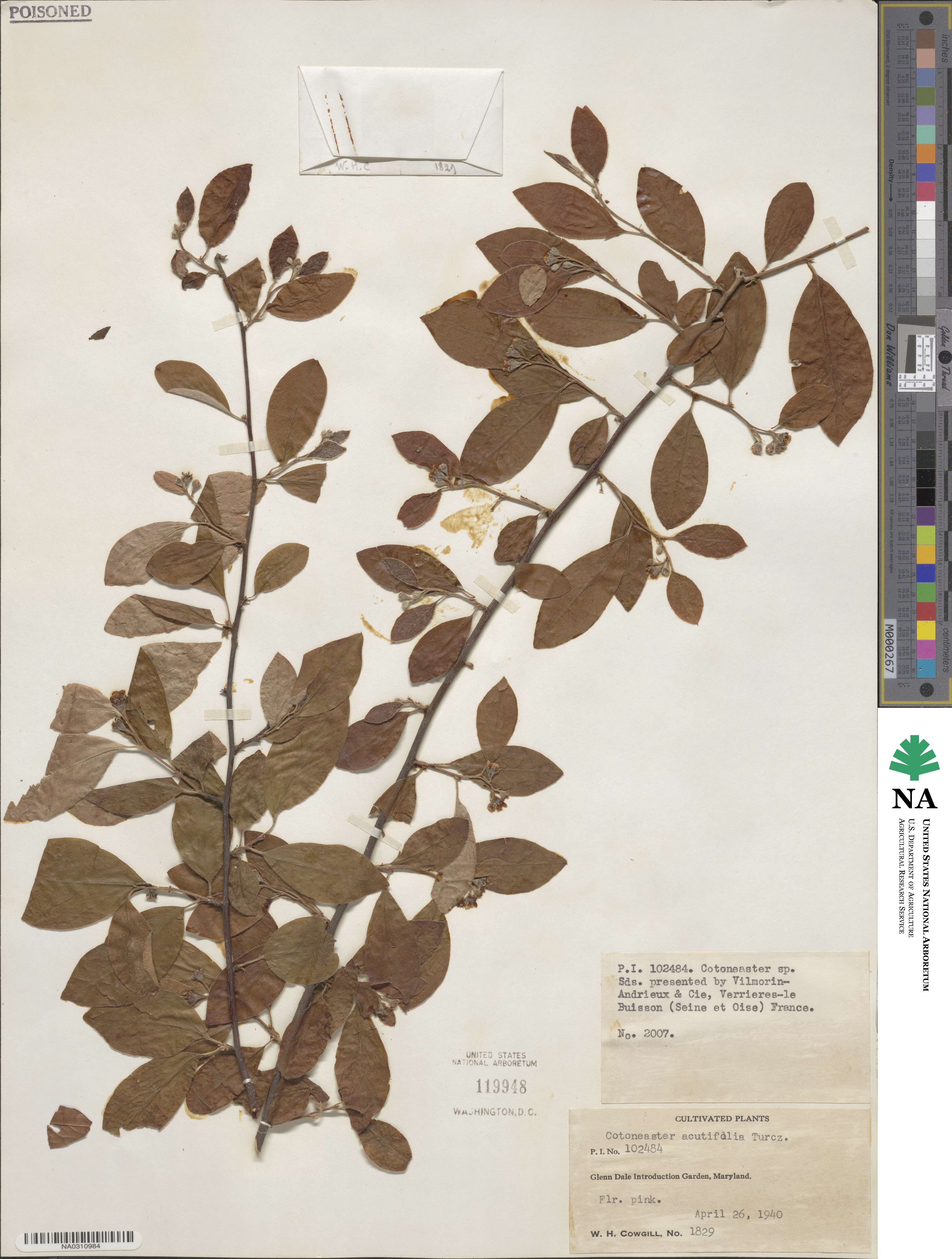 Cotoneaster ambiguus image