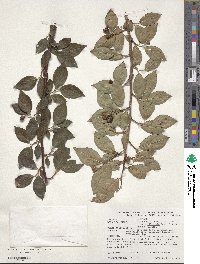 Cotoneaster ambiguus image