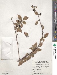 Cotoneaster ambiguus image