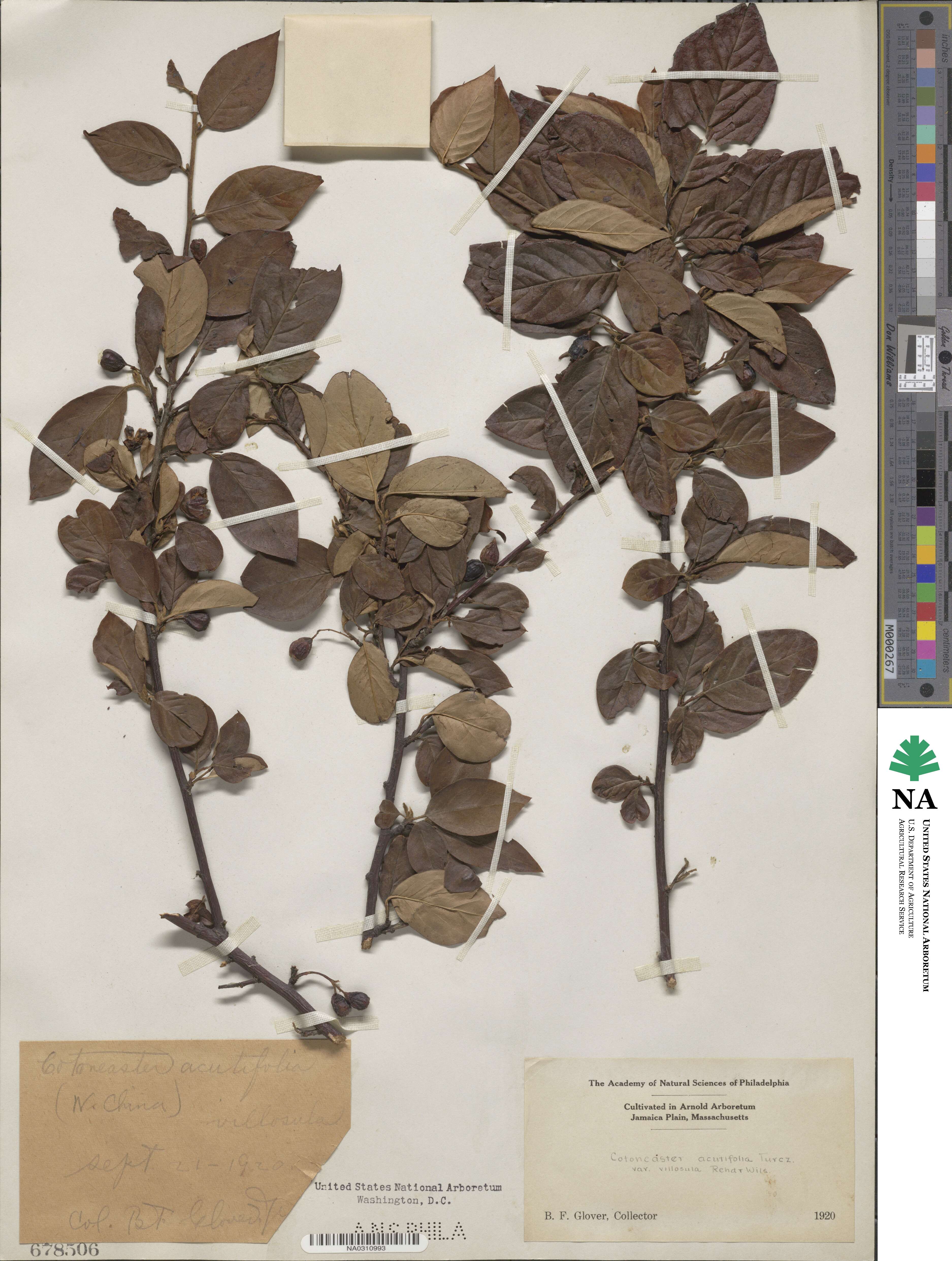 Cotoneaster ambiguus image