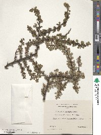 Cotoneaster adpressus image