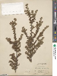 Cotoneaster adpressus image