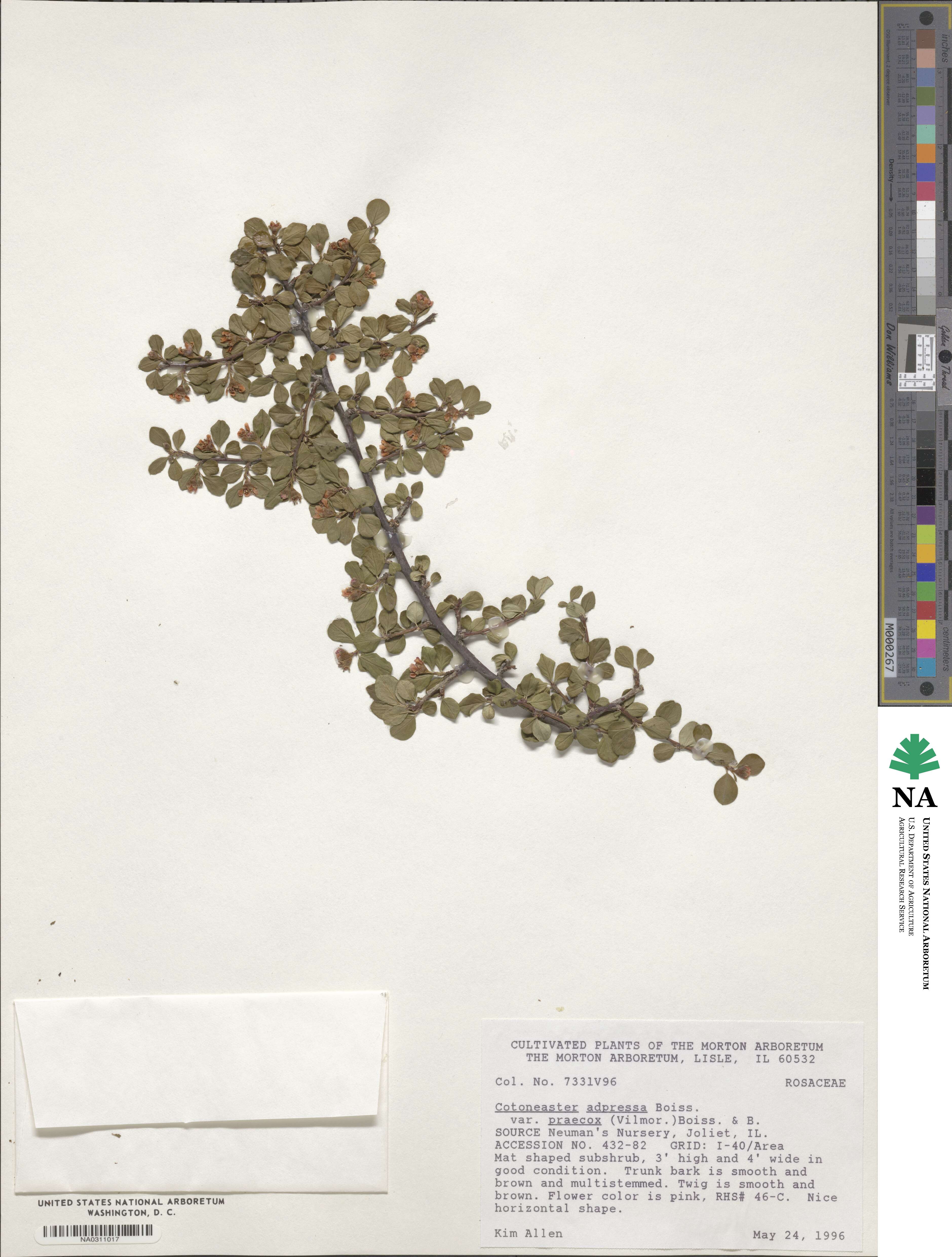 Cotoneaster adpressus image
