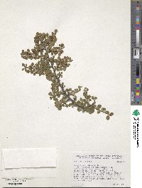 Cotoneaster adpressus image