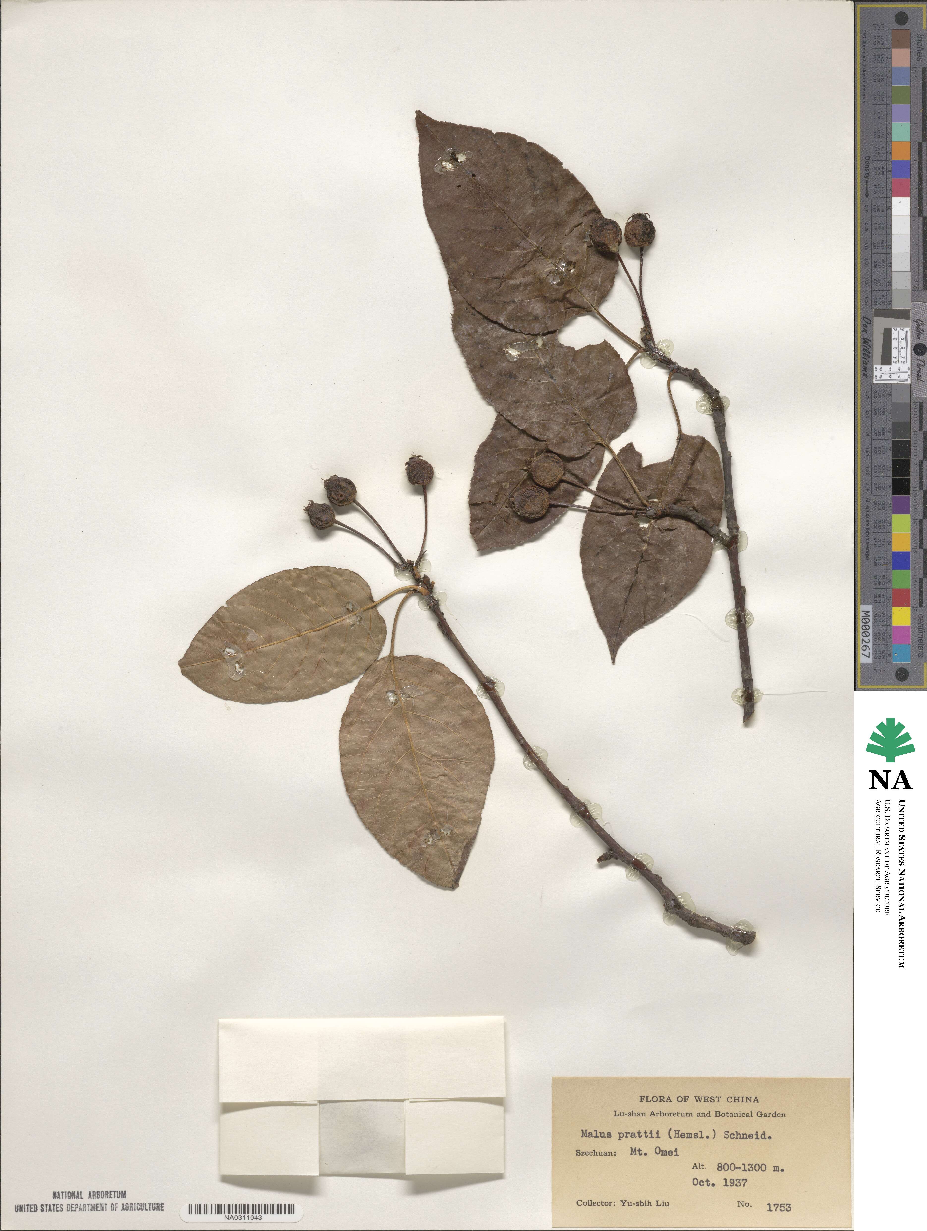 Malus prattii image