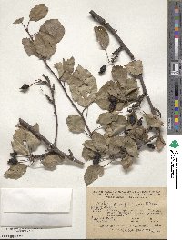 Malus prunifolia image