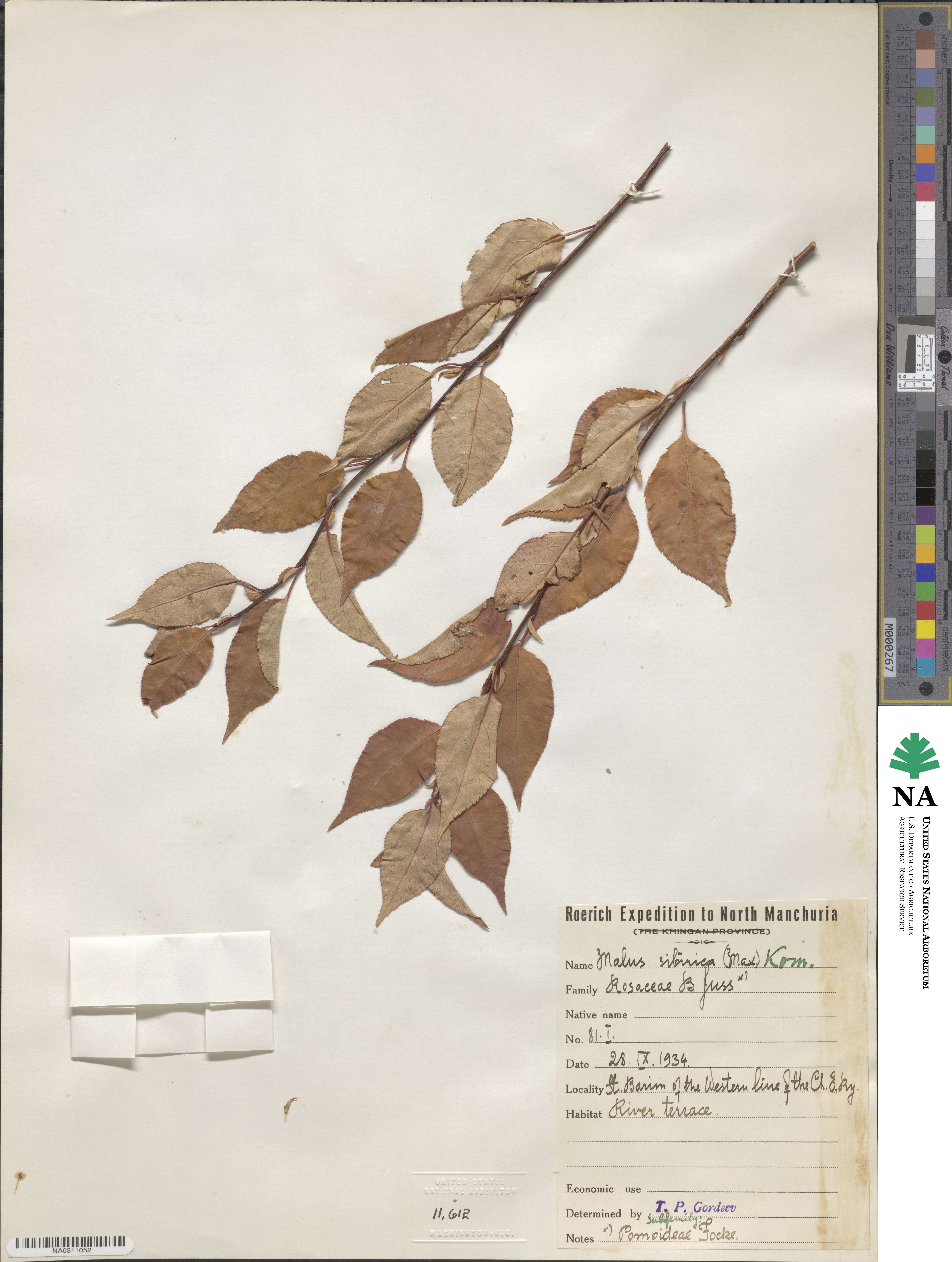 Malus baccata image