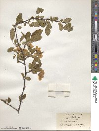 Malus sieboldii image