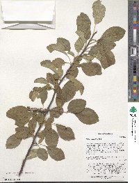 Malus sylvestris subsp. orientalis image