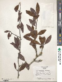 Malus angustifolia image