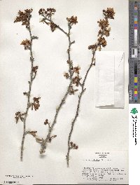 Malus angustifolia image