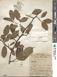 Malus angustifolia image