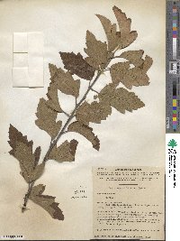 Malus angustifolia image