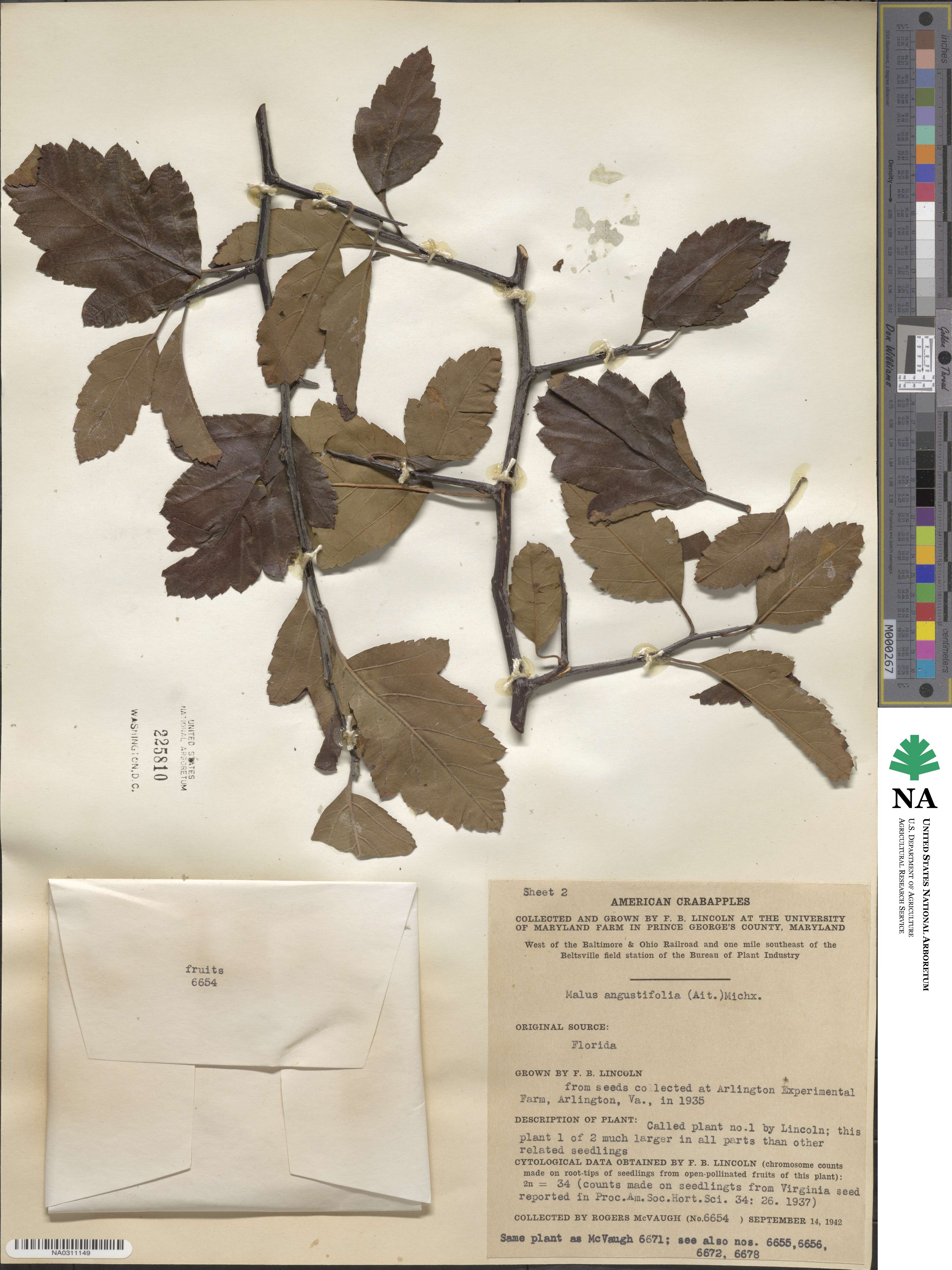 Malus angustifolia image