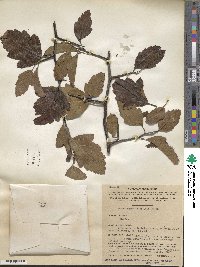 Malus angustifolia image