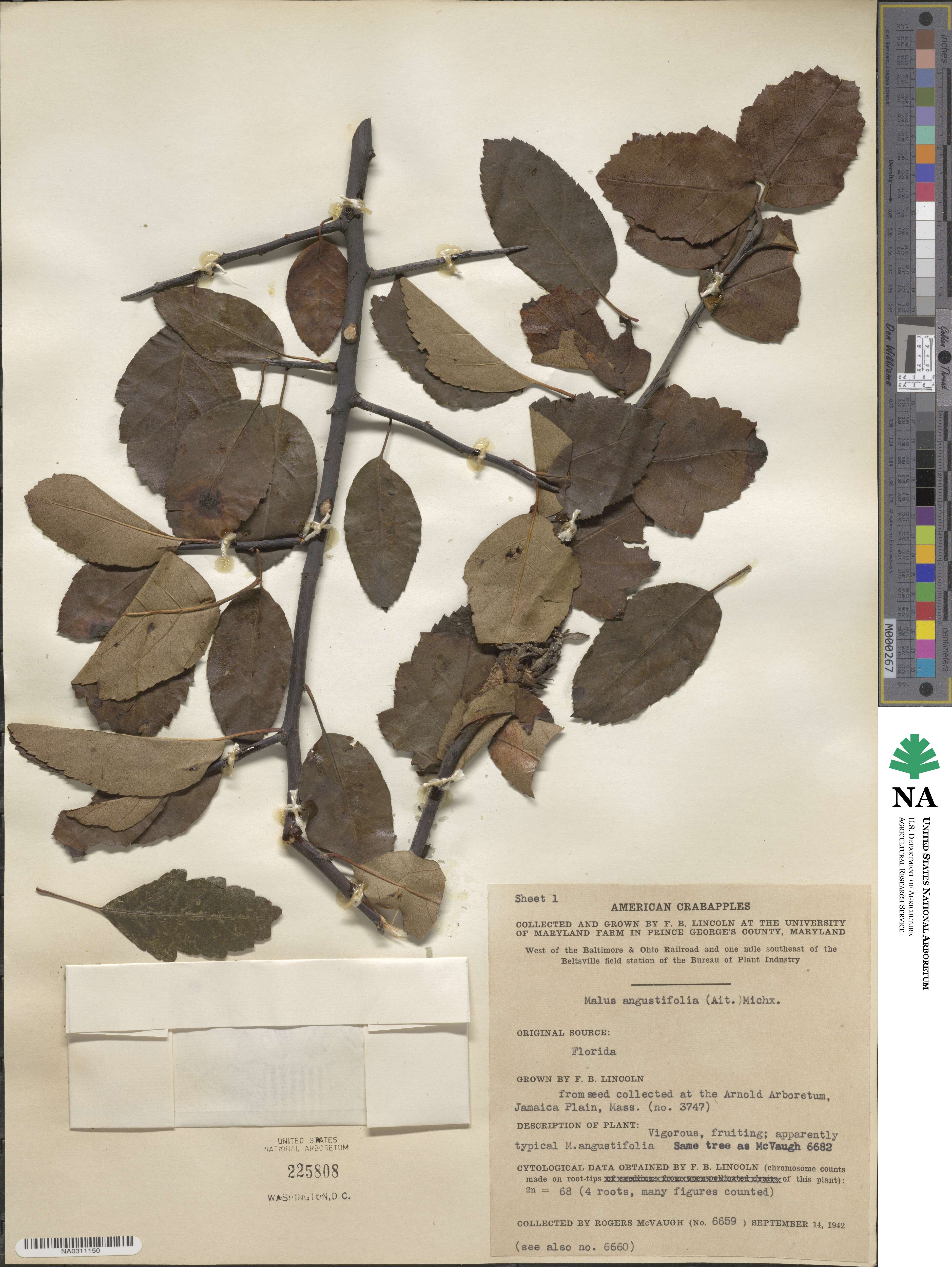 Malus angustifolia image