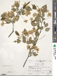 Malus baccata image