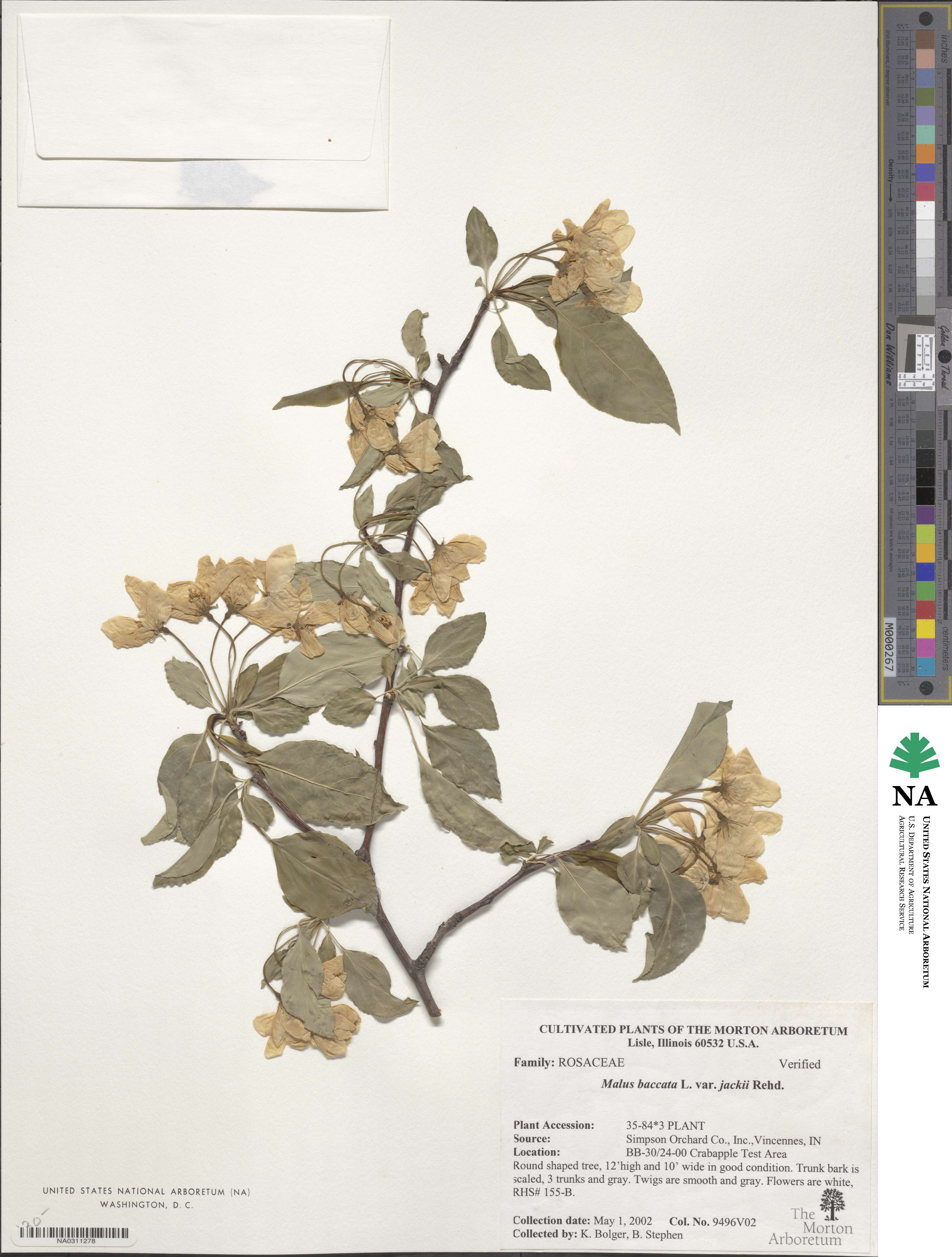 Malus baccata image