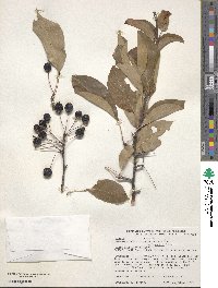 Malus baccata var. jackii image