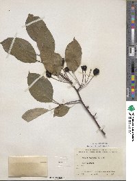 Malus baccata var. jackii image