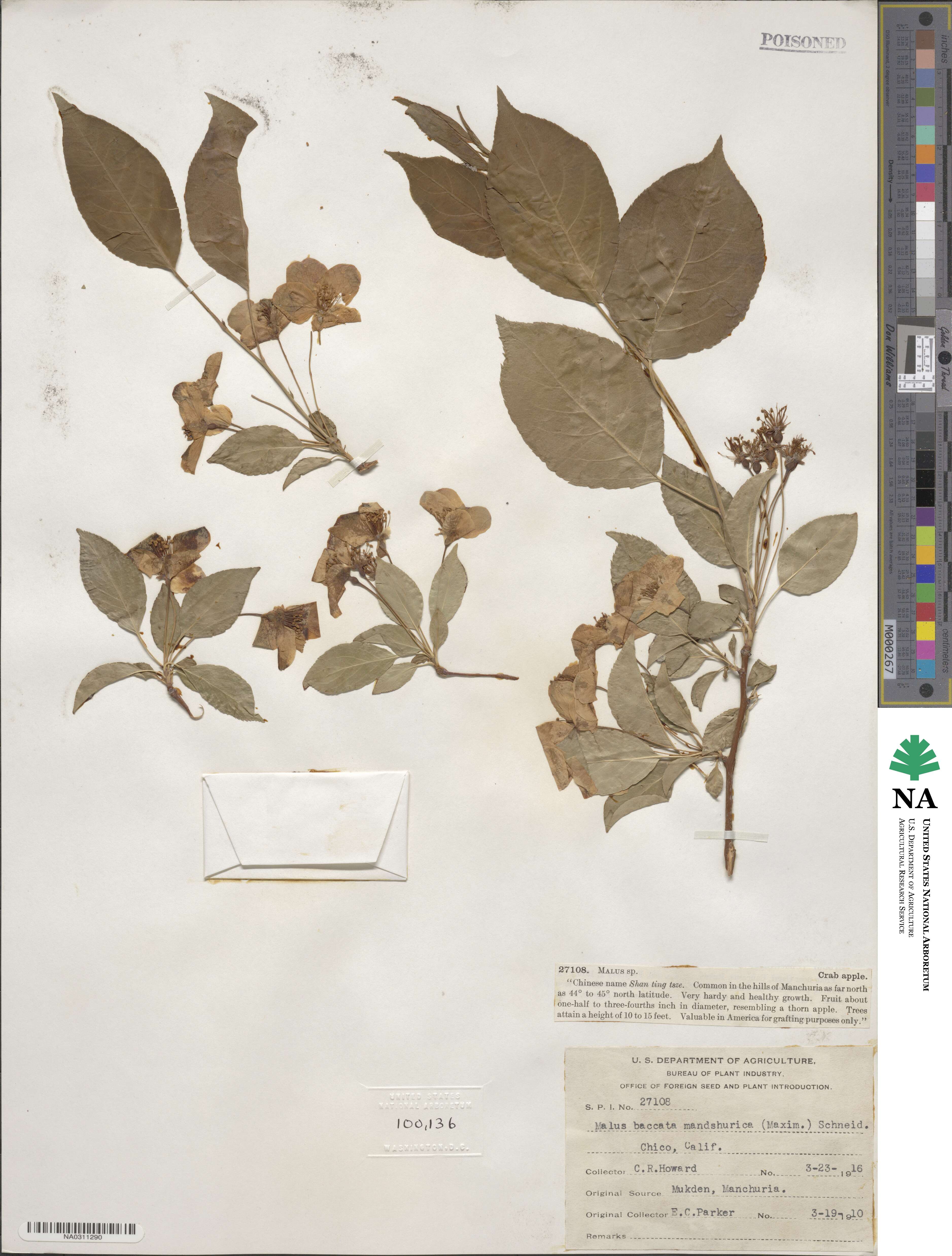 Malus mandshurica image