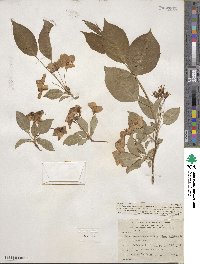 Malus mandshurica image